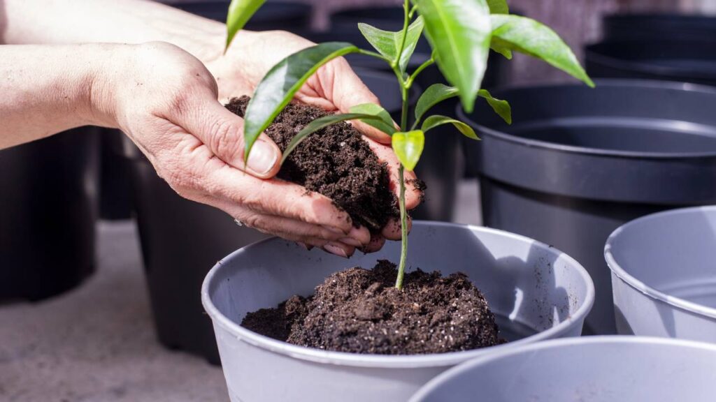 Como germinar sementes de limão e ter mudas em casa