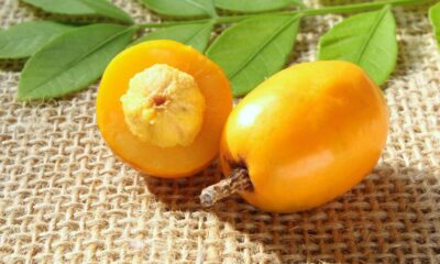 O adubo certo para seriguela que garante colheitas fartas e frutas bem docinhas