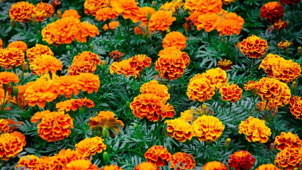 Jardineiros usam essa flor como barreira natural para salvar sua horta de pragas