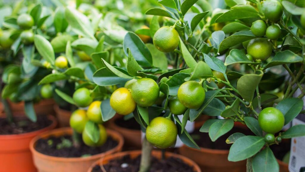 O cultivo de tangerina em espaços reduzidos é possível e pode ser bastante produtivo quando se aplicam técnicas adequadas; dessa forma, até mesmo quem possui apenas varandas ou pequenos quintais pode desfrutar do sabor desses frutos frescos e da beleza das plantas, que se adaptam bem a diferentes ambientes.