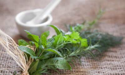 Plantar temperos em outubro é uma excelente maneira de garantir uma colheita rica, cheia de aroma e sabor ainda antes do final do ano