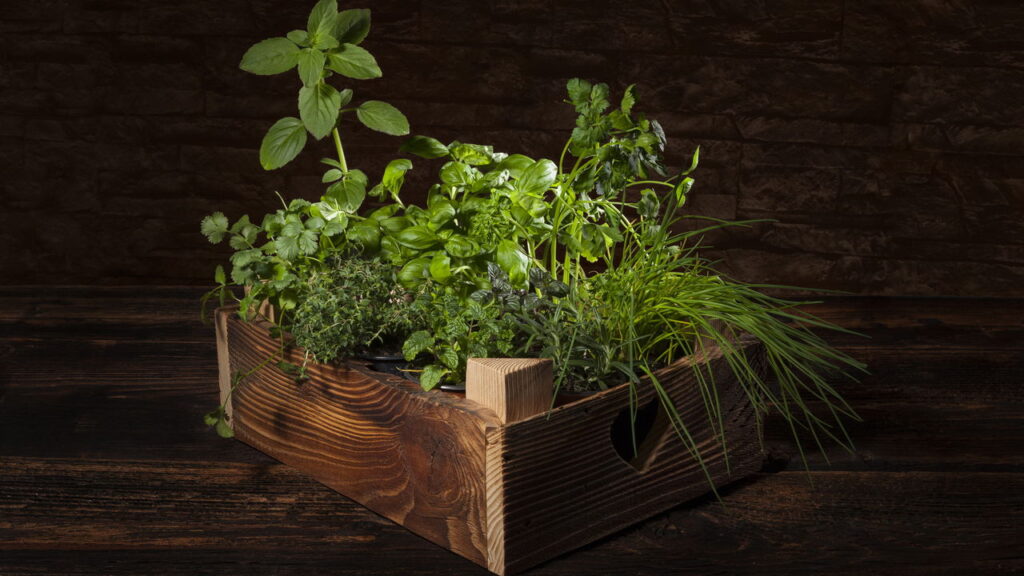 Plantar temperos em outubro é uma excelente maneira de garantir uma colheita rica, cheia de aroma e sabor ainda antes do final do ano