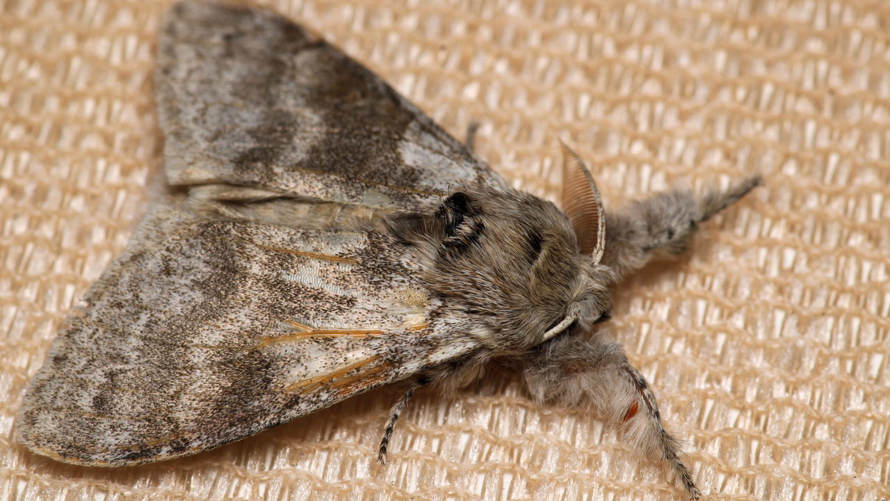 As folhas de louro são reconhecidas como um poderoso repelente natural para afastar traças de armários.
