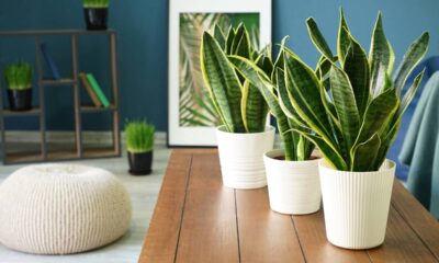 Essas plantas lindas podem ser um perigo para seu cachorro ou gato