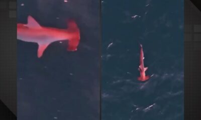 Raro tubarão martelo rosa é visto perto da Praia Grande em Arraial do Cabo