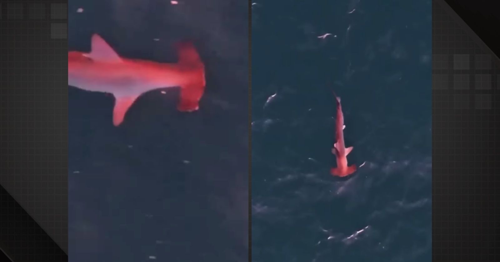 Raro tubarão martelo rosa é visto perto da Praia Grande em Arraial do Cabo