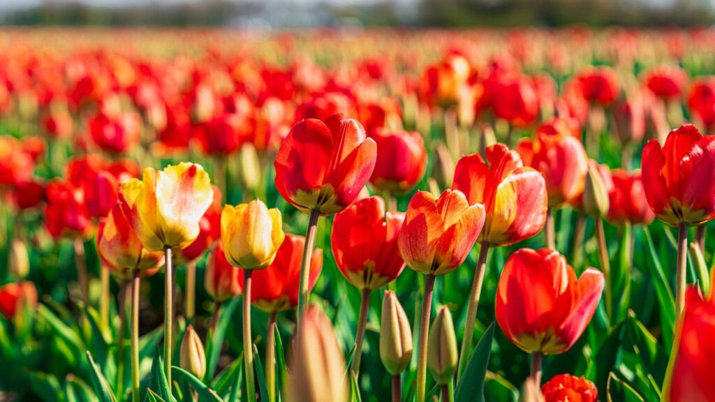 Plante essa flor em outubro e tenha um jardim lindo e colorido na primavera