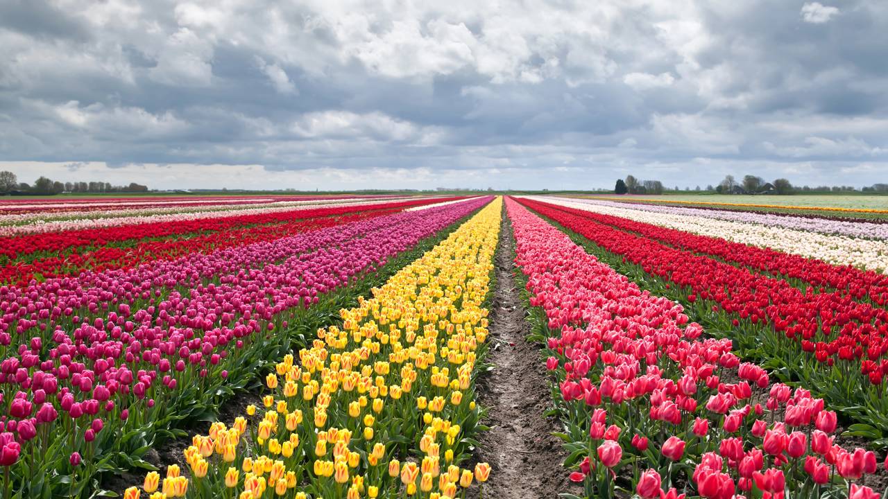 Plante essa flor em outubro e tenha um jardim lindo e colorido na primavera