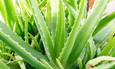 A babosa, também chamada de aloe vera, é uma planta suculenta reconhecida em variadas culturas pelas suas propriedades naturais benéficas
