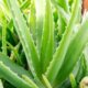 A babosa, também chamada de aloe vera, é uma planta suculenta reconhecida em variadas culturas pelas suas propriedades naturais benéficas