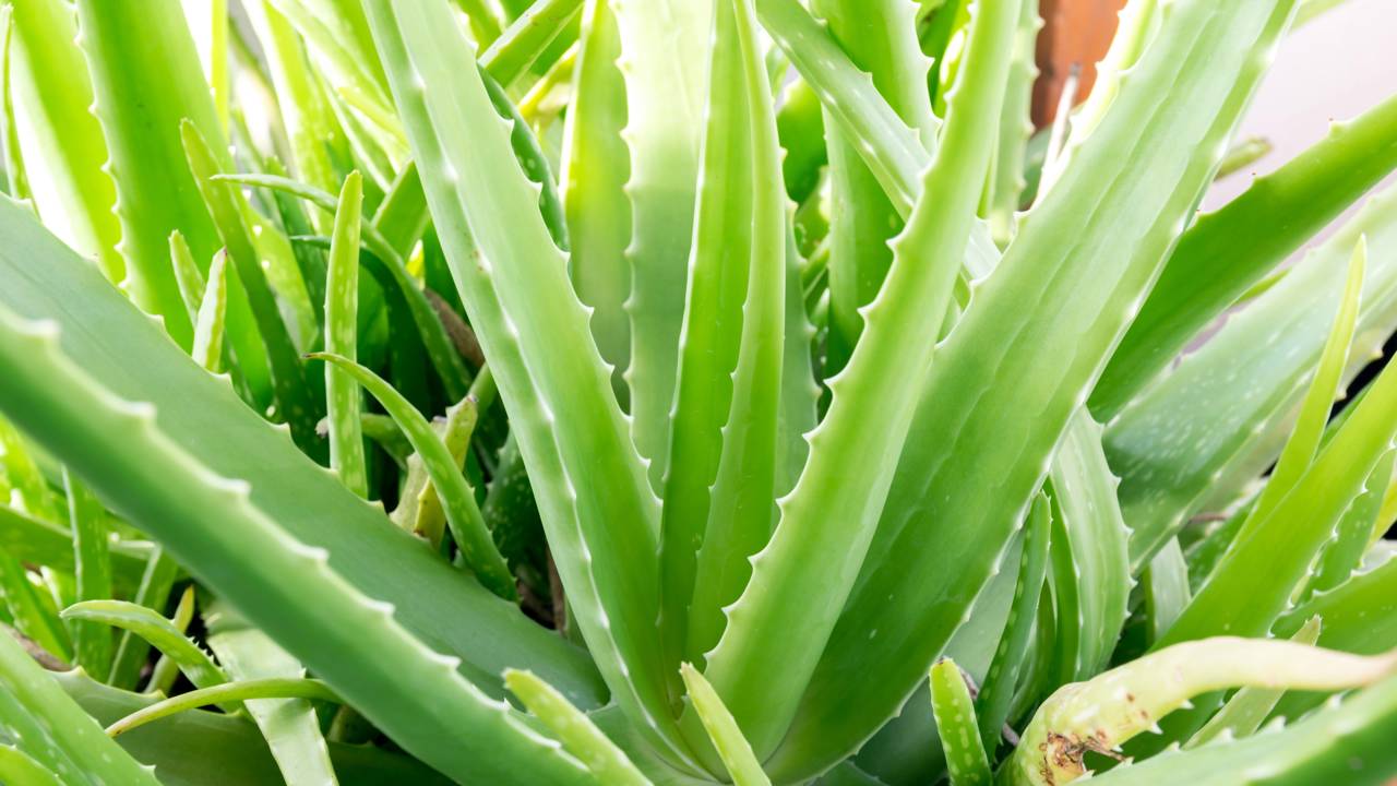 A babosa, também chamada de aloe vera, é uma planta suculenta reconhecida em variadas culturas pelas suas propriedades naturais benéficas