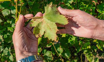 Pés de uva com folhas manchadas? Saiba o que fazer agora mesmo