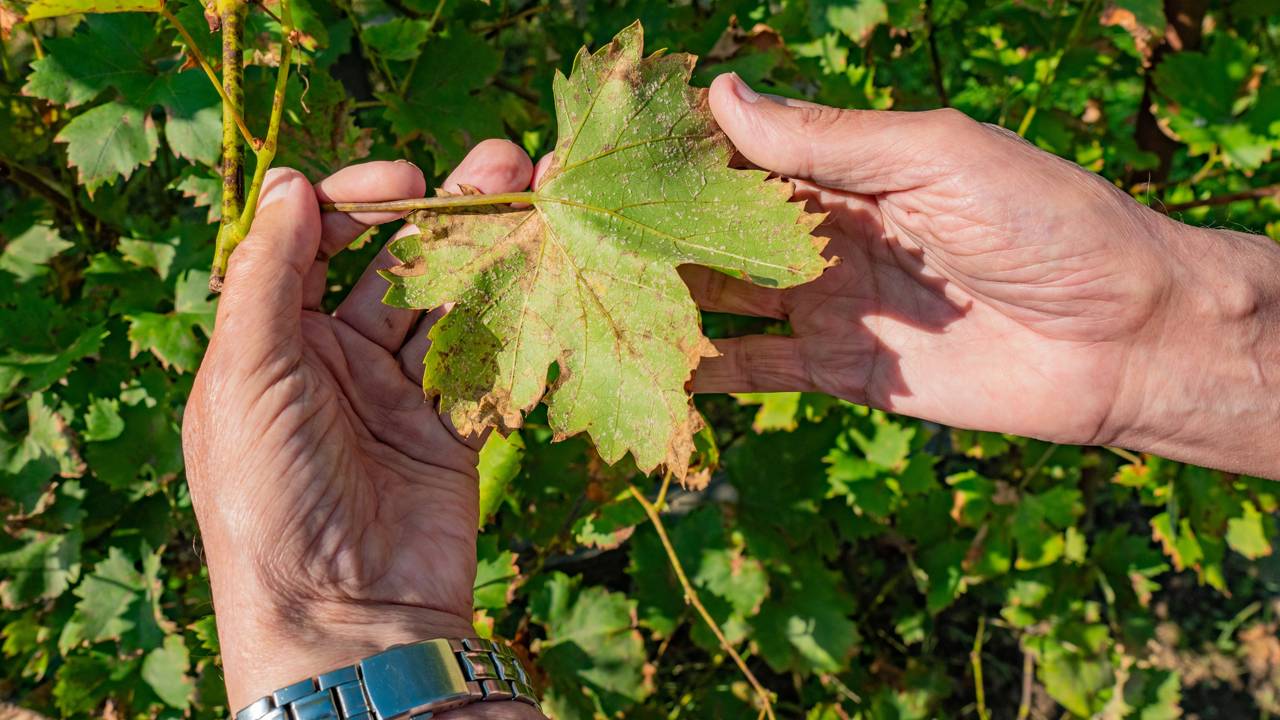 Pés de uva com folhas manchadas? Saiba o que fazer agora mesmo