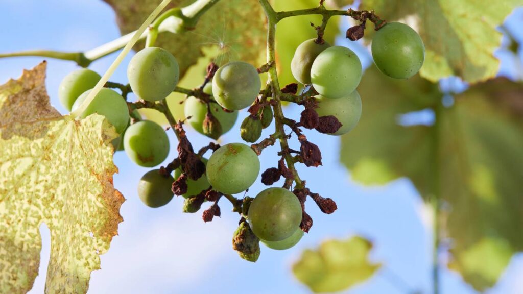 Pés de uva com folhas manchadas? Saiba o que fazer agora mesmo