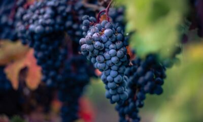 O cultivo de uva Niágara em casa é uma experiência prazerosa, que oferece a chance de consumir frutas frescas e saudáveis colhidas diretamente do pé