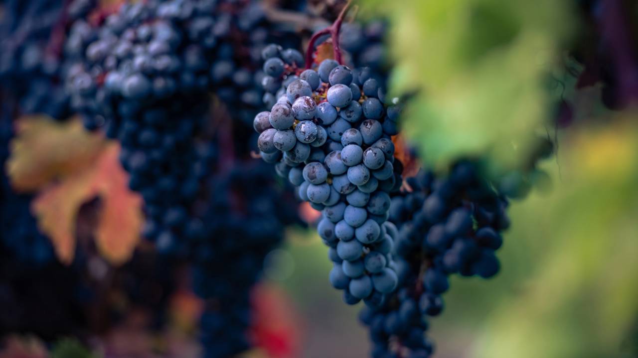 O cultivo de uva Niágara em casa é uma experiência prazerosa, que oferece a chance de consumir frutas frescas e saudáveis colhidas diretamente do pé