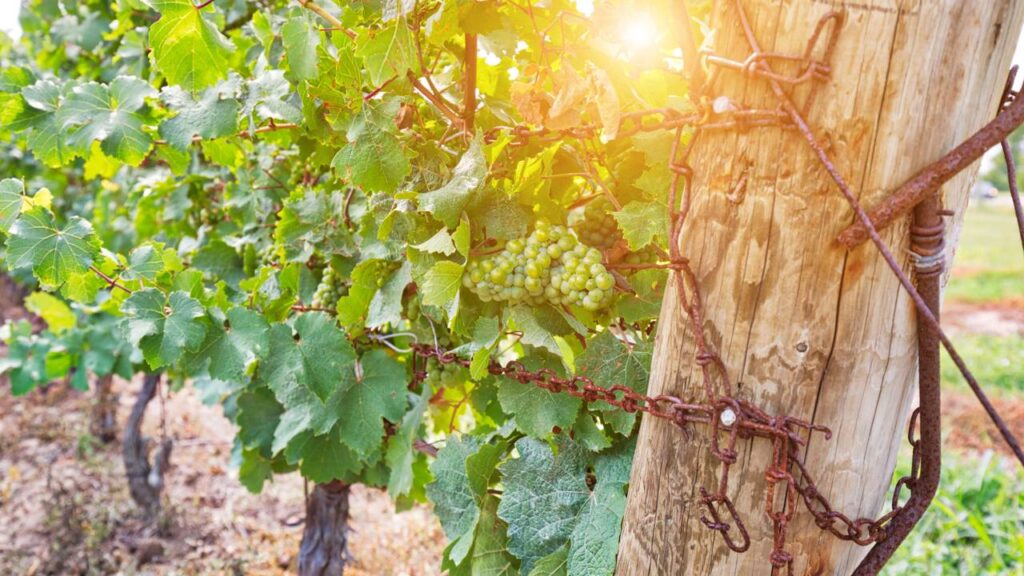 O cultivo de uva Niágara em casa é uma experiência prazerosa, que oferece a chance de consumir frutas frescas e saudáveis colhidas diretamente do pé