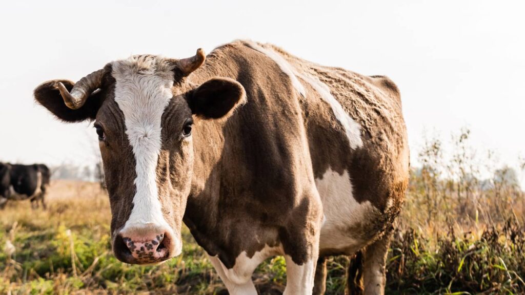 Qual é o feminino de touro? Entenda por que a resposta não é o que parece