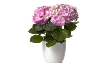 Com cuidados simples, suas flores cortadas ficam lindas por vários dias