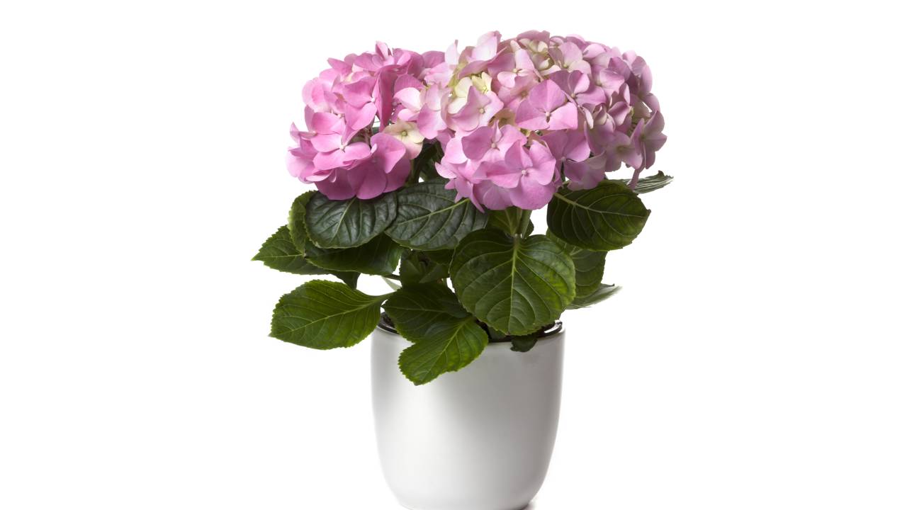 Com cuidados simples, suas flores cortadas ficam lindas por vários dias