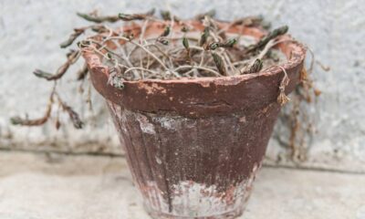 Como evitar que as flores murchem rapidamente em casa