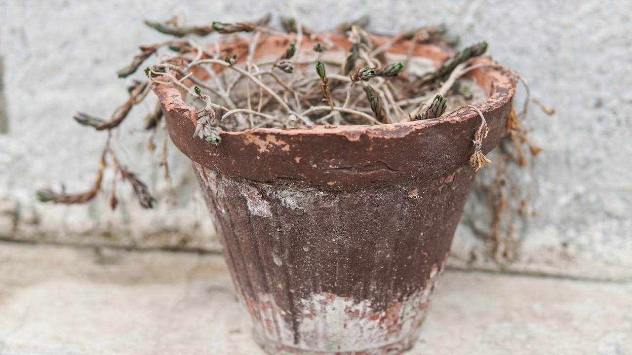 Como evitar que as flores murchem rapidamente em casa