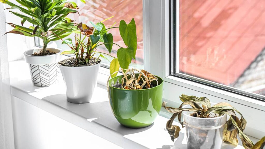 Como evitar que as flores murchem rapidamente em casa