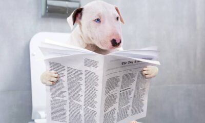 Quem limpa a casa assim nunca mais sofre com cheiro de urina de pet