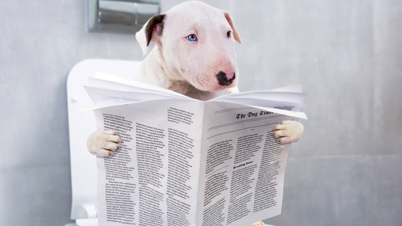 Quem limpa a casa assim nunca mais sofre com cheiro de urina de pet