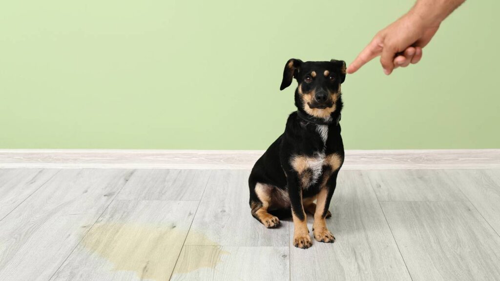 Quem limpa assim nunca mais sofre com cheiro de urina de pet