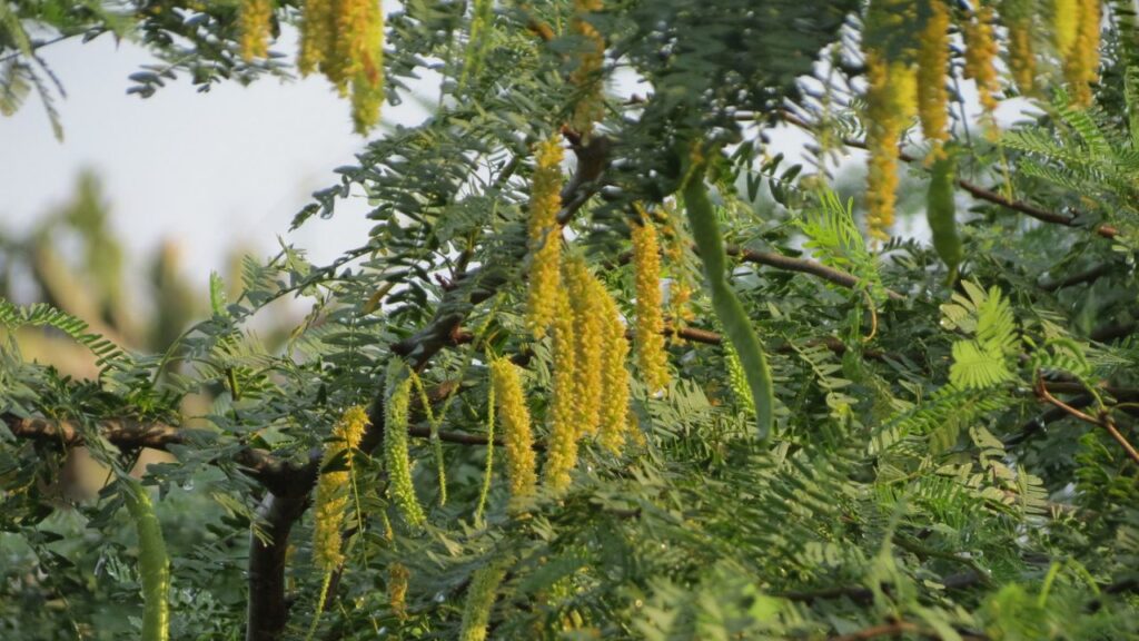 A árvore que floresce apenas quando o calor chega ao limite