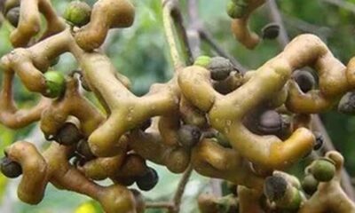 Uva-japonesa: 3 receitas fáceis para usar a fruta do momento