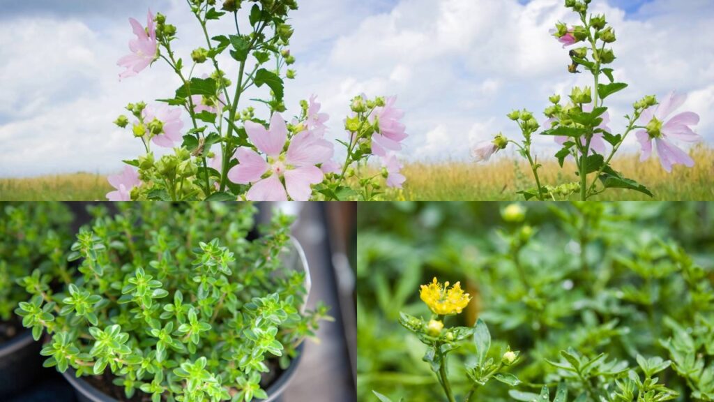 3 flores que afastam pulgões e mantêm suas plantas sempre saudáveis