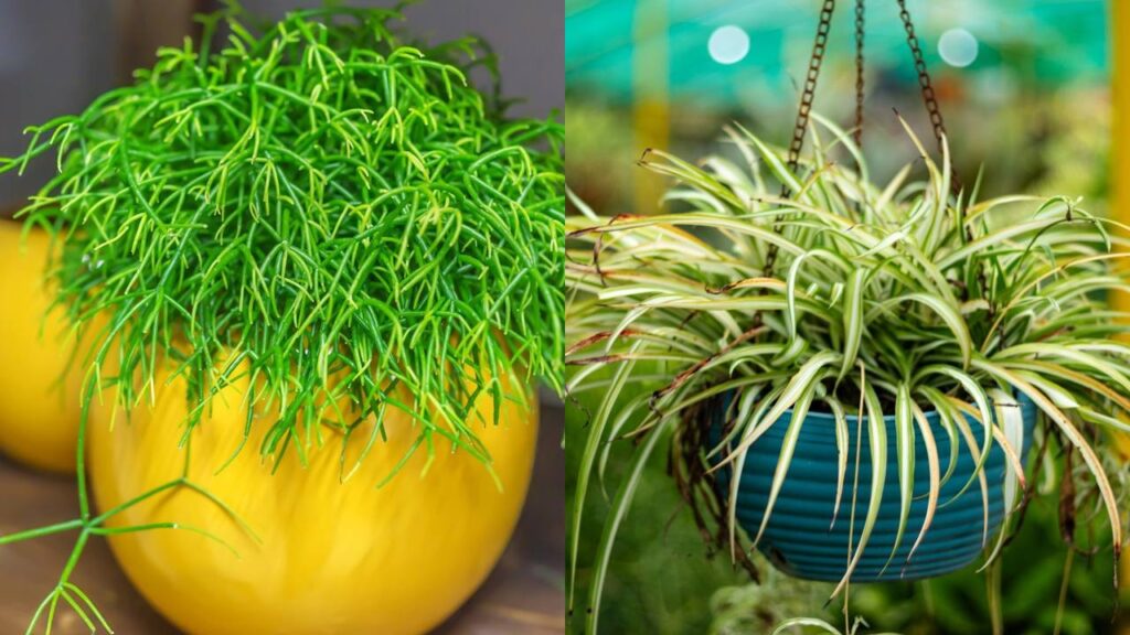 4 folhagens que transformam qualquer varanda em um refúgio verde