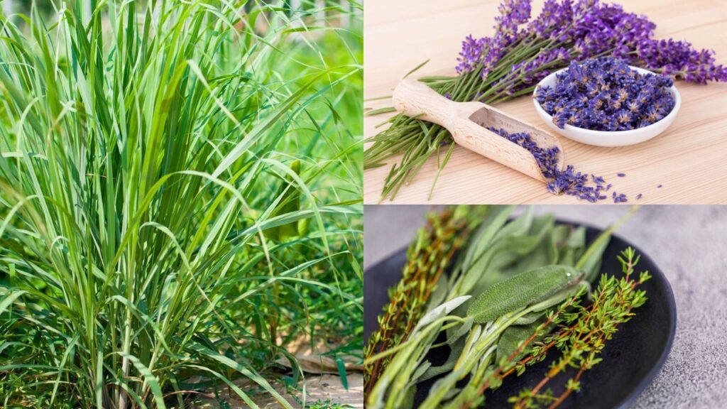 5 ervas que funcionam como repelente natural e fácil de cultivar