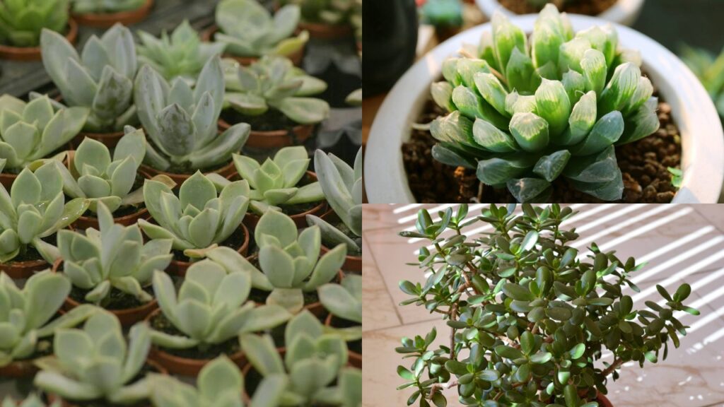 5 plantas que combinam com ambientes modernos e minimalistas