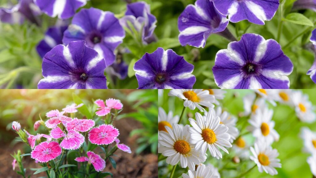 7 flores perfeitas para quem quer começar a cuidar de plantas