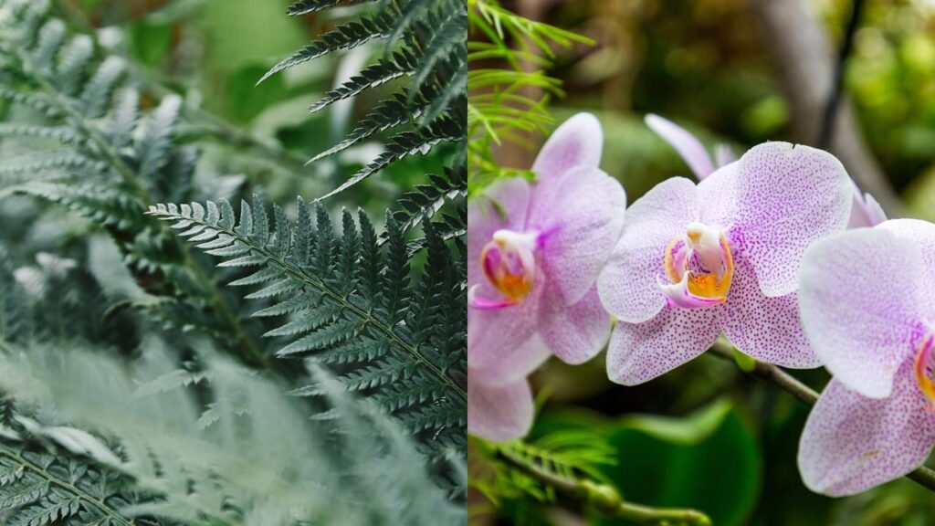 A planta que vive em pedras e sobrevive sem terra