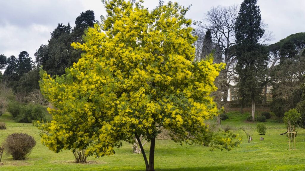 A acácia que veio pequena no vaso e virou uma árvore imensa dentro