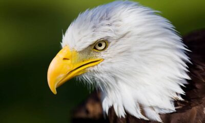 Qual é o masculino de águia?