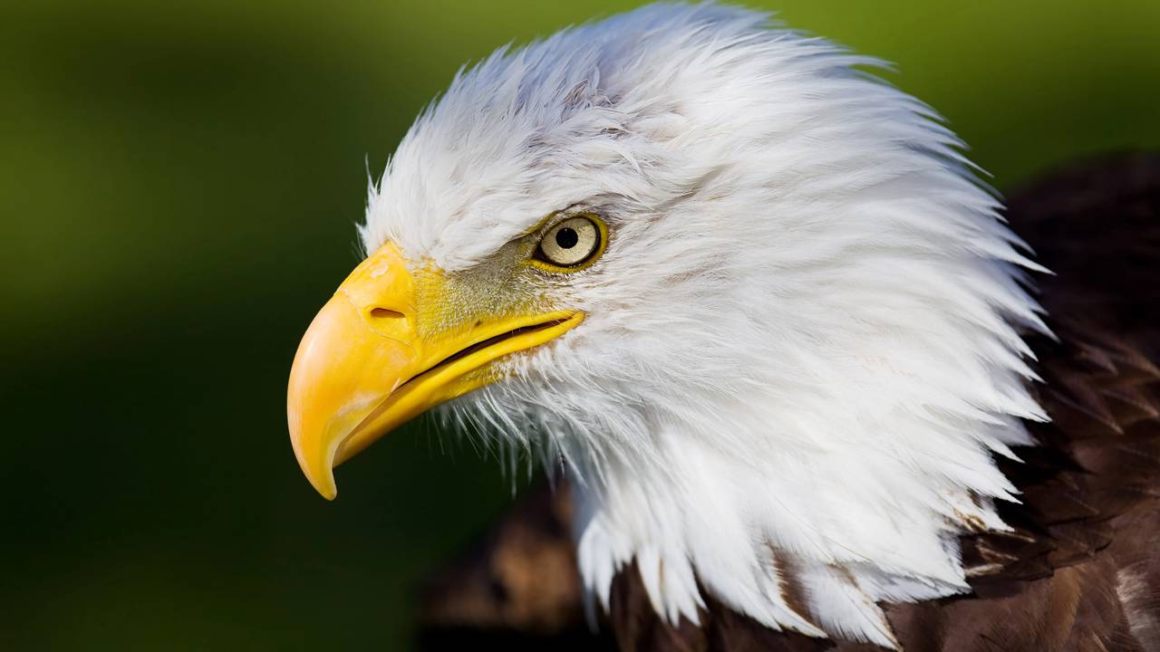 Qual é o masculino de águia?