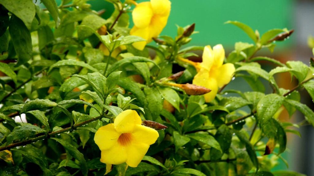 Uma flor amarela trouxe de volta lembranças que eu nem sabia que guardava