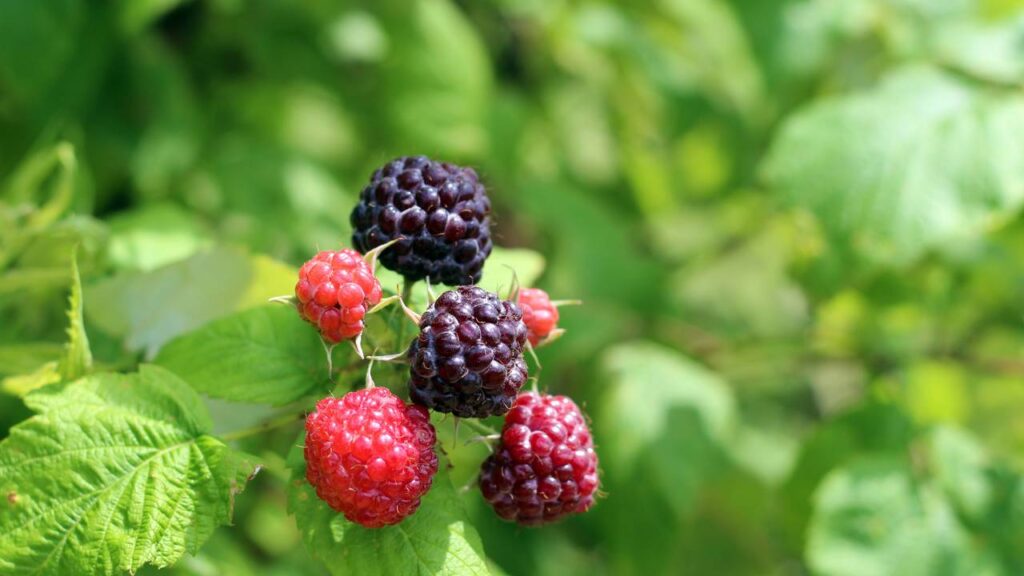 Amora framboesa charmosa que produz bastante e combina com qualquer cantinho da casa
