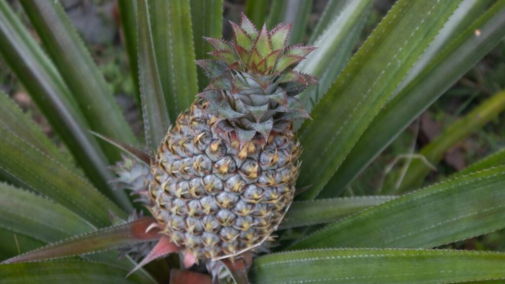 Essa variedade de abacaxi cresce rápido e dá frutos cheios de sabor