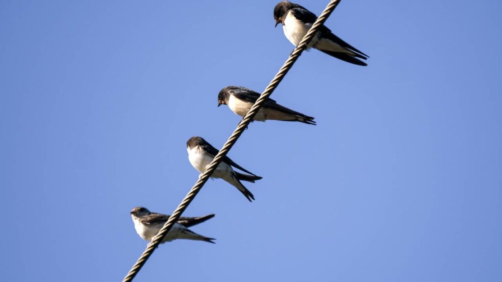 O motivo curioso que faz os pássaros cantarem mais forte antes da chuva