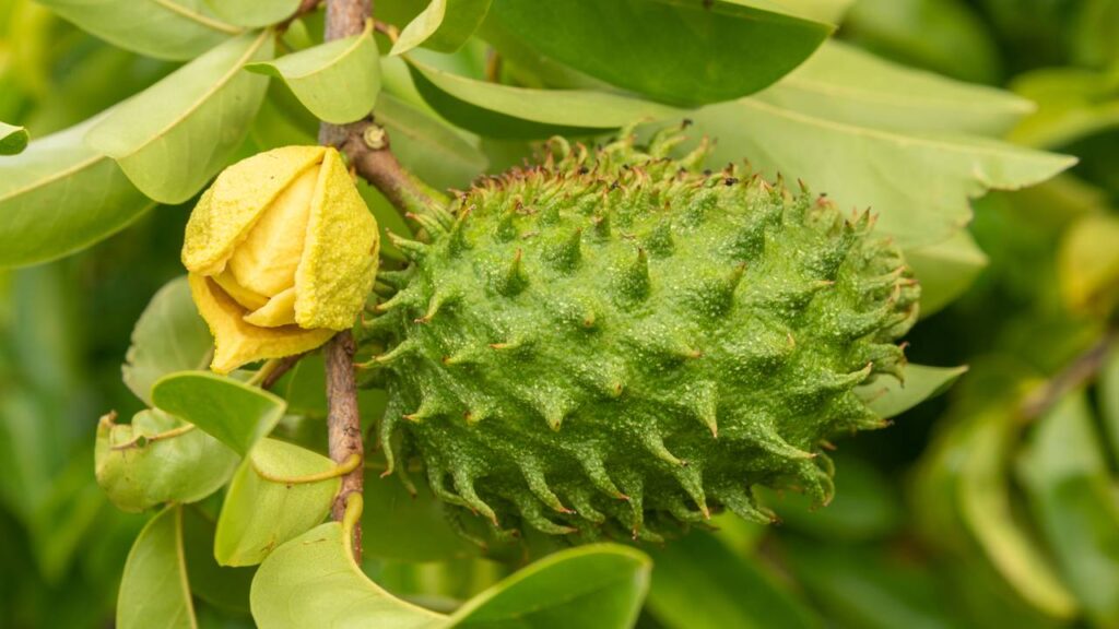 A graviola anã amadurece rápido e rende sucos caseiros cheios de sabor