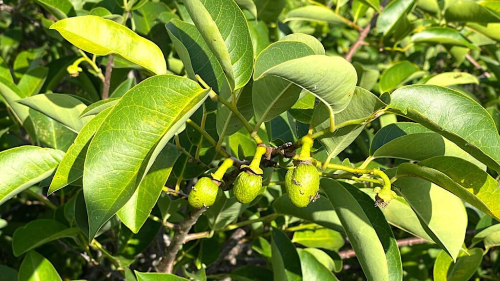Como plantar araticum e colher em regiões de clima tropical