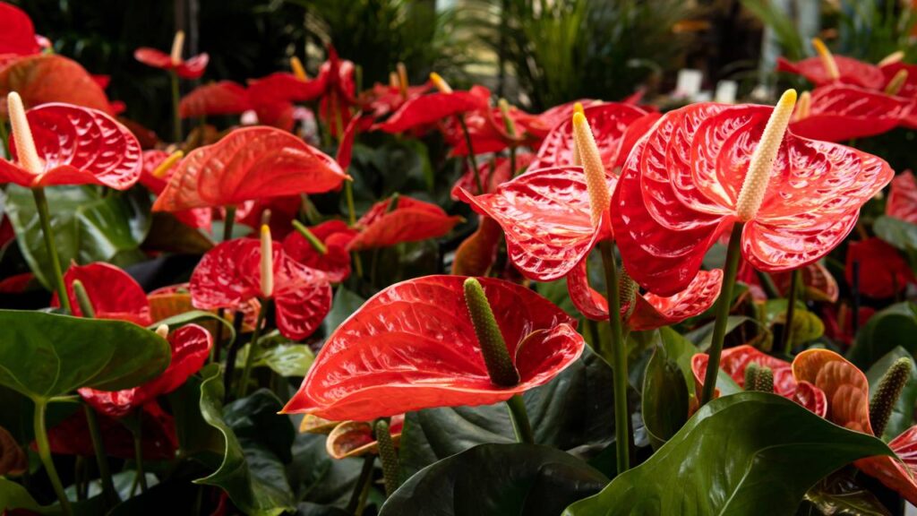 A planta que atrai amor e harmonia entre casais de um jeito surpreendente