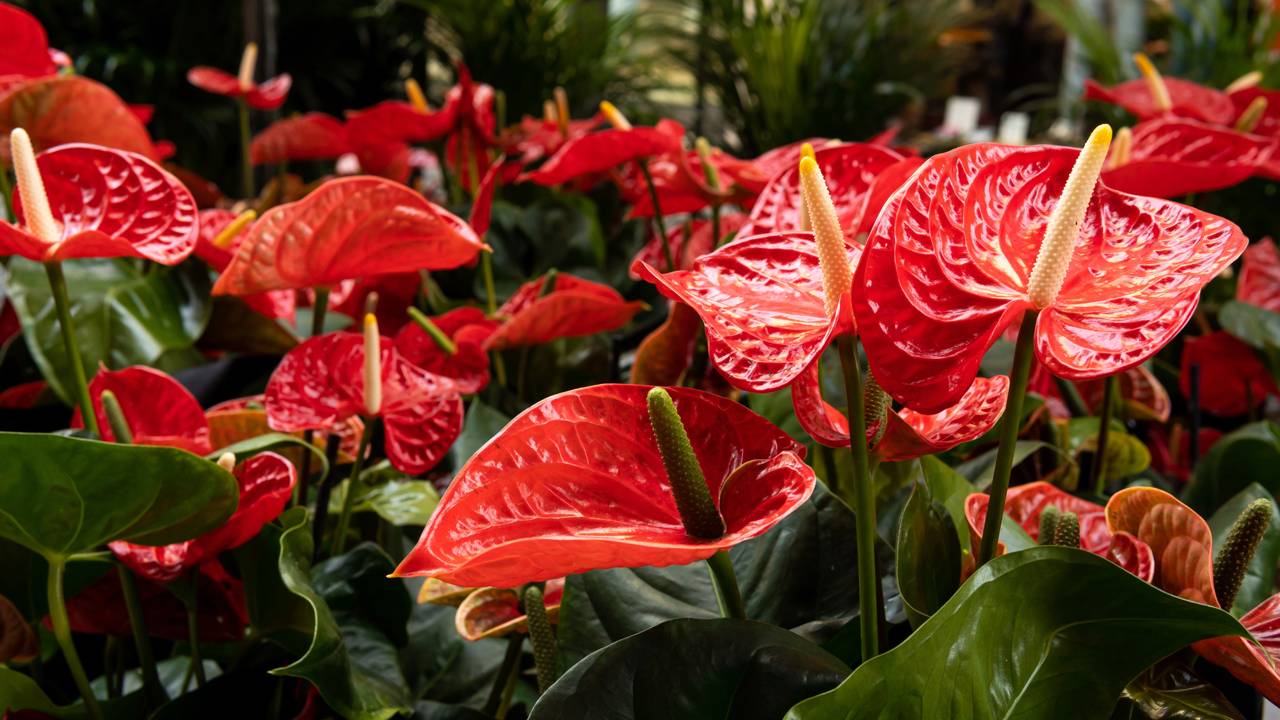 Essas plantas sensíveis podem morrer em vasos de barro por perda rápida de umidade