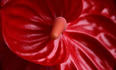 A planta que ajuda a umidificar o ar e traz frescor natural para o ambiente